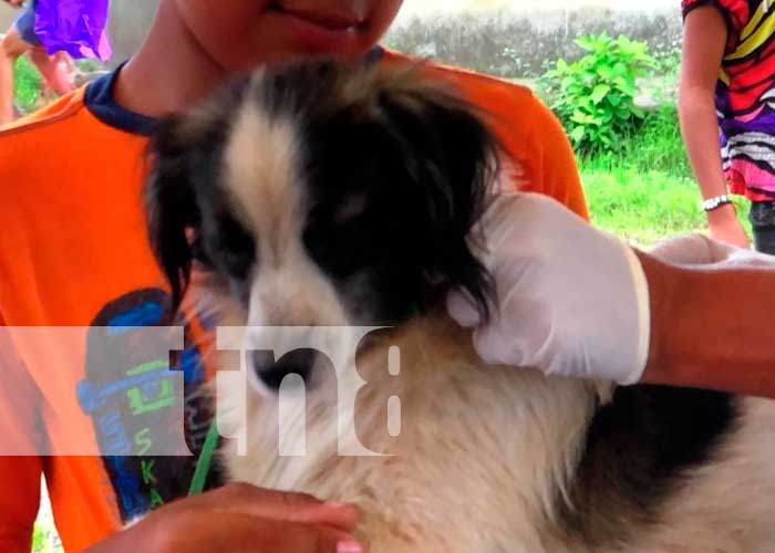 Vacunación canina en Nueva Segovia
