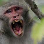 China confirma la primer muerte de una persona a causa del virus del mono