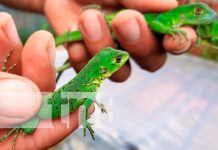 nicaragua, nueva segovia, zoocriaderos, iguanas,