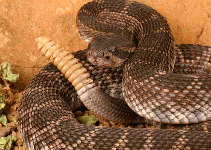 Las serpientes de cascabel usan su característico sonido para avisar de su presencia