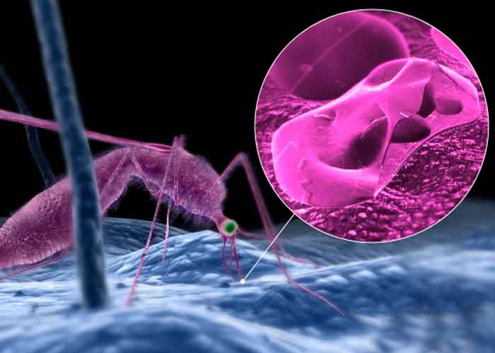Descubrimiento del gen PfAP2-HS en el parasito de la malaria