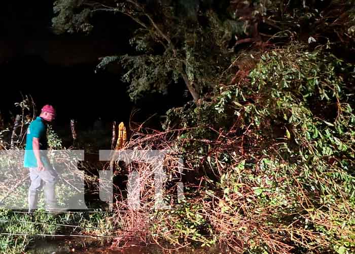 Casas y árboles colapsados por lluvias y vientos en Nagarote 