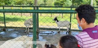 Exhibición de cabras en la Expo Feria Ovino Caprino en Nicaragua