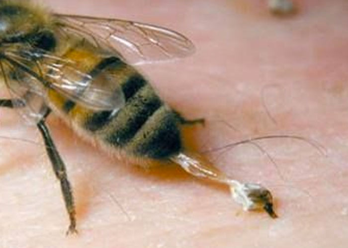 Las abejas enojadas ​producen un veneno más 'letal'