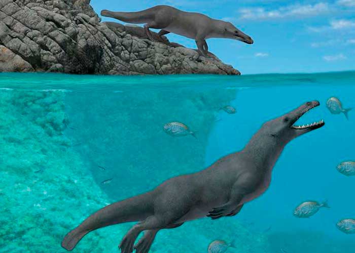 Descubren un fósil de ballena con patas de hace 43 millones de años.