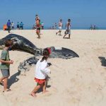 Enorme ballena jorobada aparece muerta en una playa de Brasil