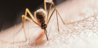 Increíbles detalles que no sabías sobre el mosquito