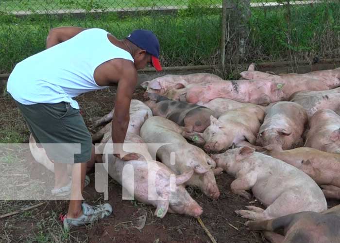 Bonos porcinos para la seguridad alimentaria del Caribe Norte