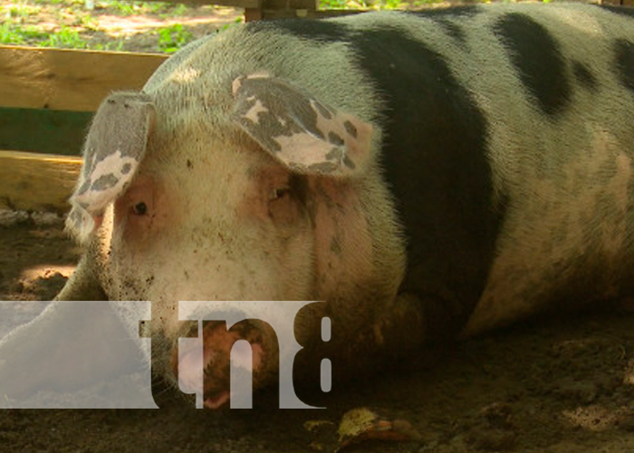 Los cerdos que han logrado reproducir gracias al programa de inseminación artificial