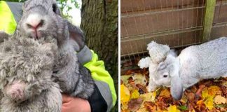 Este conejo que fue abandonado 'nunca' suelta su peluche