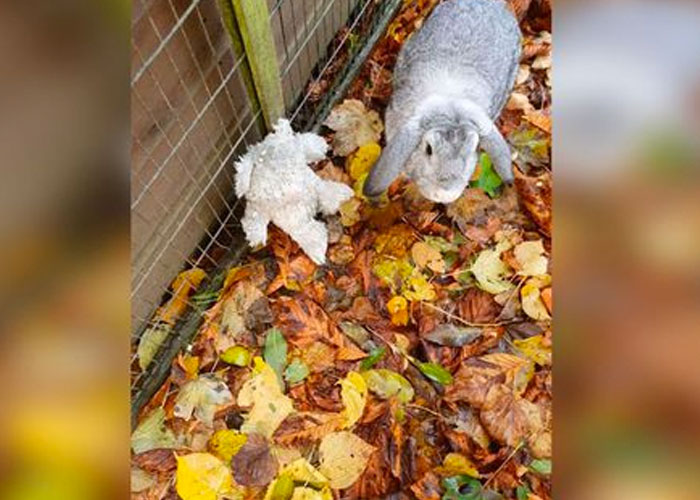 Este conejo que fue abandonado 'nunca' suelta su peluche
