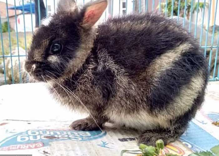 Foto: Rescatan al conejo más raro del mundo en Indonesia / TN8
