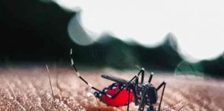 La región San Pedro Sula en Honduras en alerta amarilla por casos de dengue