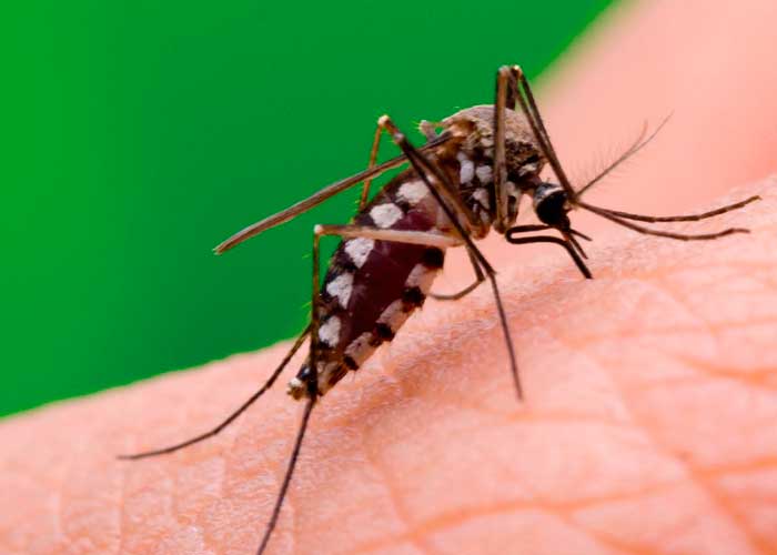 26 de agosto Día Internacional contra el Dengue.