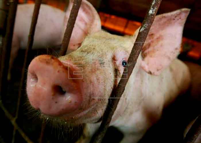 Detectan 11 provincias con peste porcina africana en República Dominicana 