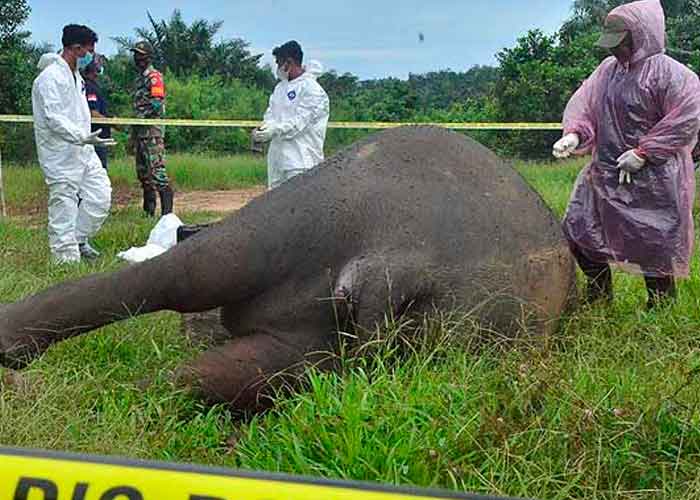 Encuentran decapitado a un elefante de Sumatra