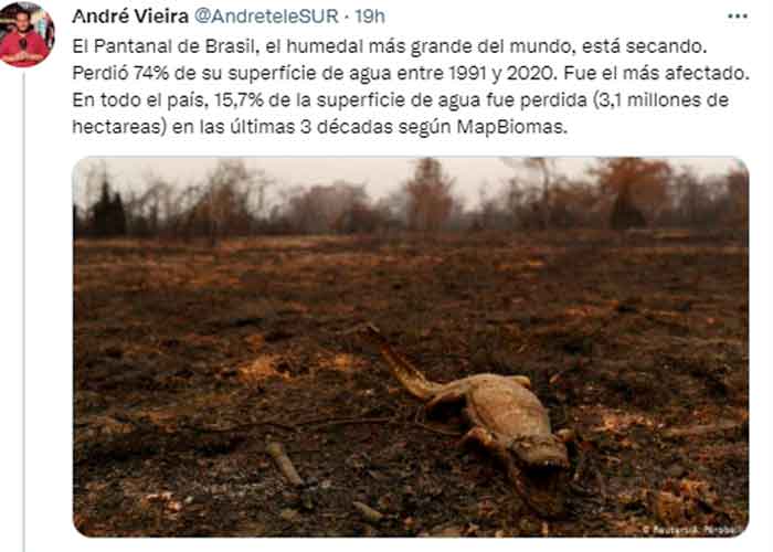 Un animal muerto a causa de los incendios forestales 