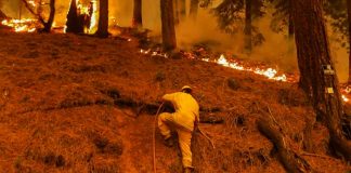 Foto: Dixie se convierte en el mayor incendio forestal activo en EE.UU. / Reuters