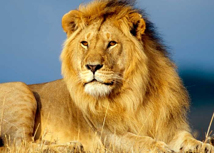 Majestuoso león viviendo en su hábitat natural