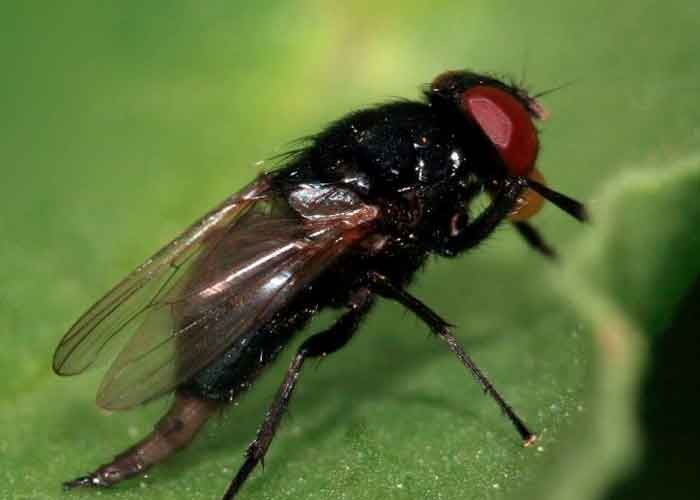 Plaga de moscas negras invaden España tras ola de calor 