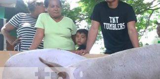 INTA entrega bono porcino a familias de Ometepe