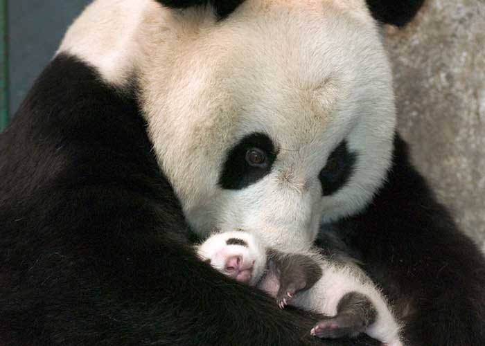 Zoológico de Singapur cría el primer cachorro de panda /