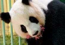 Zoológico de Singapur cría el primer cachorro de panda