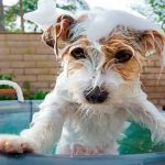 Según los expertos ¿Cada cuánto debes de bañar a tu perro?