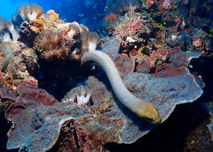 Serpientes marinas atacan a los buzos porque los ven como parejas sexuales