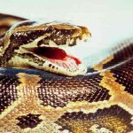 Niña es mordida por una serpiente venenosa en un zoológico, Rusia