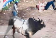 Hombre resulta herido por toro en Chontales