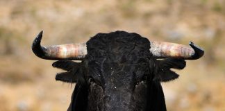 Casi tres mil personas velan por varios días a un toro en Kurdi