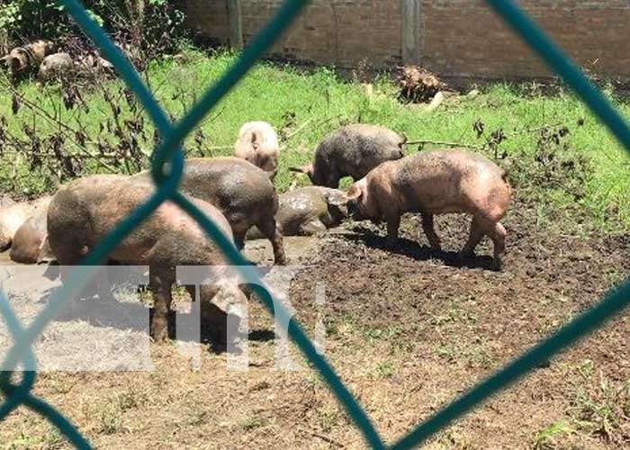 Familias reciben bonos de cerdos en Jalapa, Nueva Segovia
