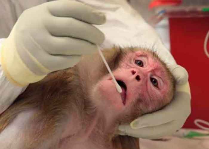 Estudio: Un gen de monos y ratones interfiere con el VIH y el ébola
