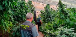 Incautan 9 mil 700 plantas de marihuana en un invernadero de Granada, España