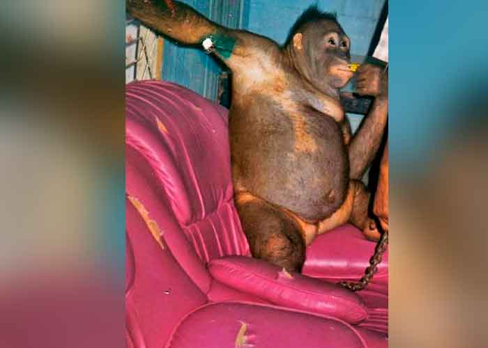 Abominable: Usaban a orangután para placeres sexuales en un burdel