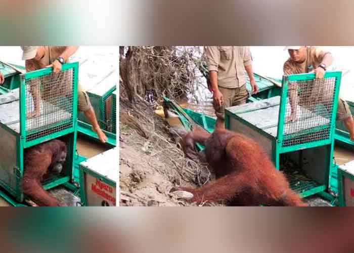 Pony el día que llegó a la isla santuario de la Borneo Orangutan Survival Foundation por primera vez