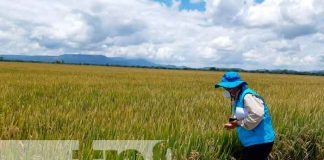 Nueva variedad de arroz resistente al cambió climático