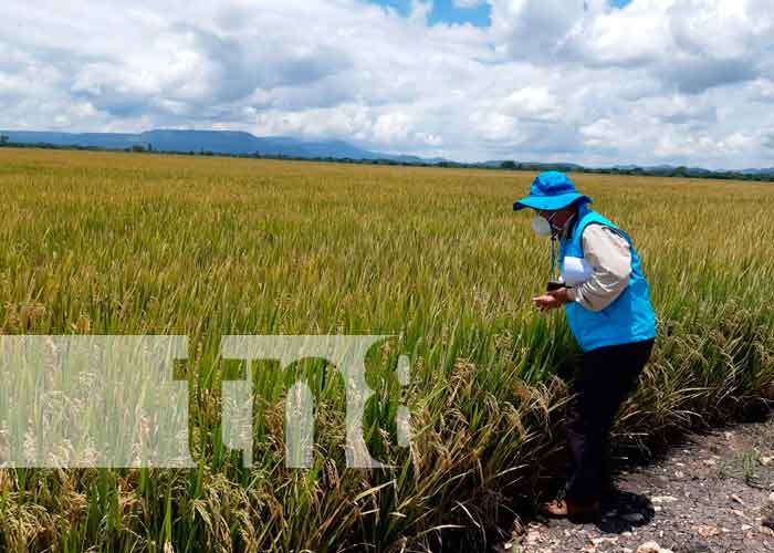 Nueva variedad de arroz resistente al cambió climático