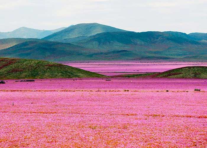 El lugar más seco del mundo se llenará de flores este año