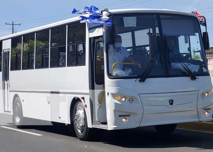 Flota de nuevos buses rusos que se suman al transporte urbano colectivo de Managua