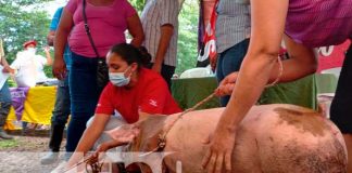 INTA entregó más de 200 cerdas a mujeres protagonistas