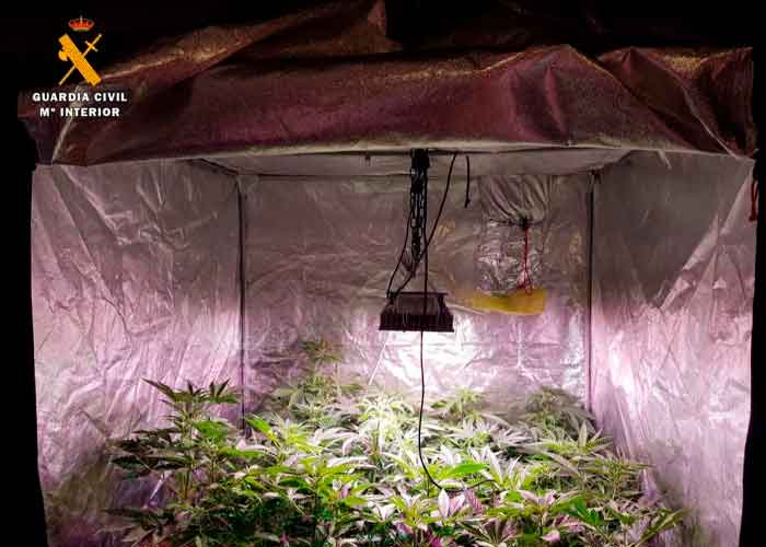 Plantación de marihuana en una casa de un policía