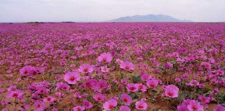 El lugar más seco del mundo se llenará de flores este año