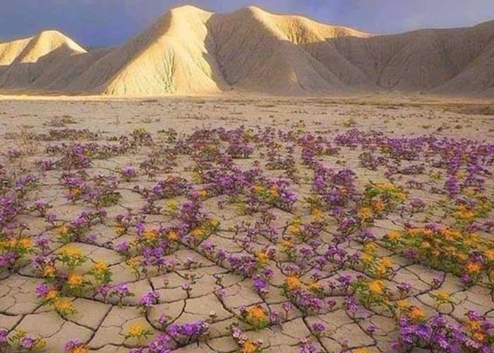 El lugar más seco del mundo se llenará de flores este año