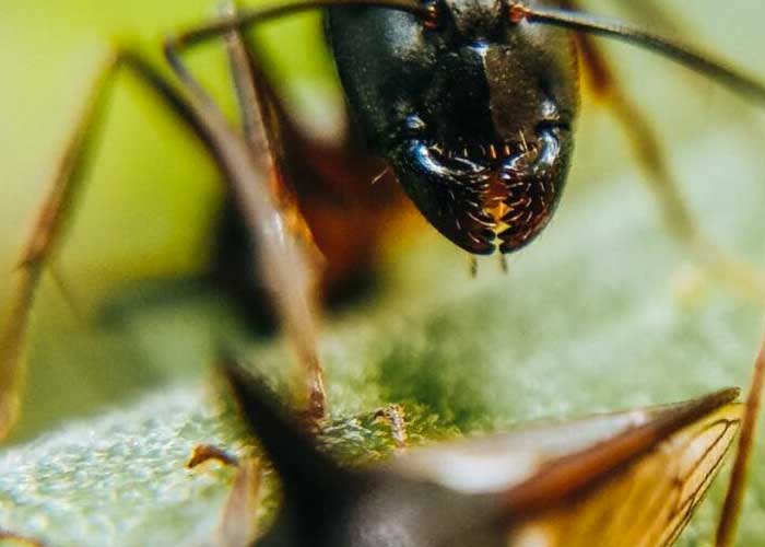 Las hormigas tienen dientes de metal
