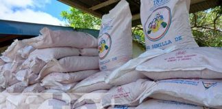 Productores reciben bono de maíz en San Carlos