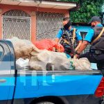 Incautan 10 sacos de presunta marihuana en una casa del Bº 380 de Managua