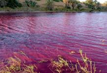 Cómo en la plagas de Egipto un río se vuelve color 'sangre' en Jordania