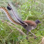 Este pájaro de Australia imita a la perfección el llanto de un bebé humano